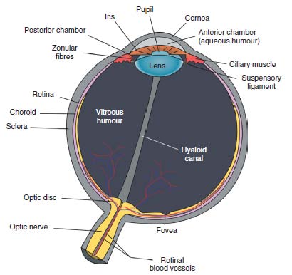 eye diagram fovea. diagram of the human eye.